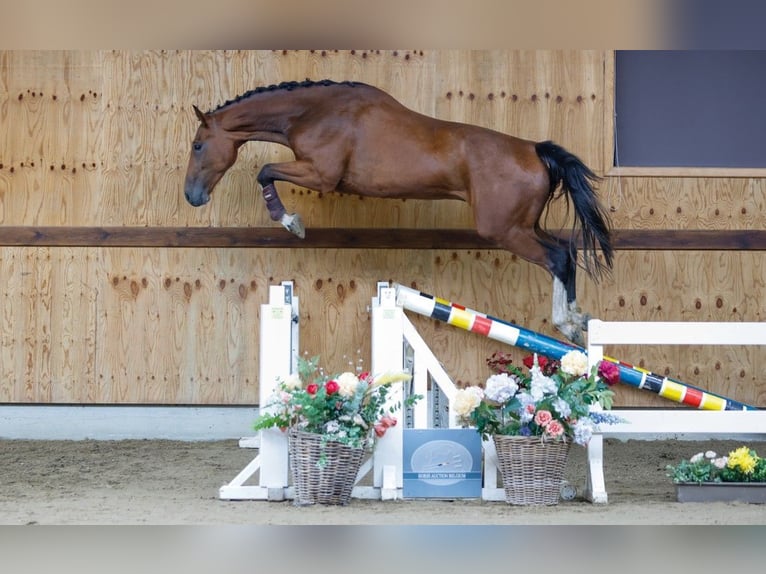 Altri cavalli a sangue caldo Castrone 4 Anni 165 cm Baio in Kinrooi