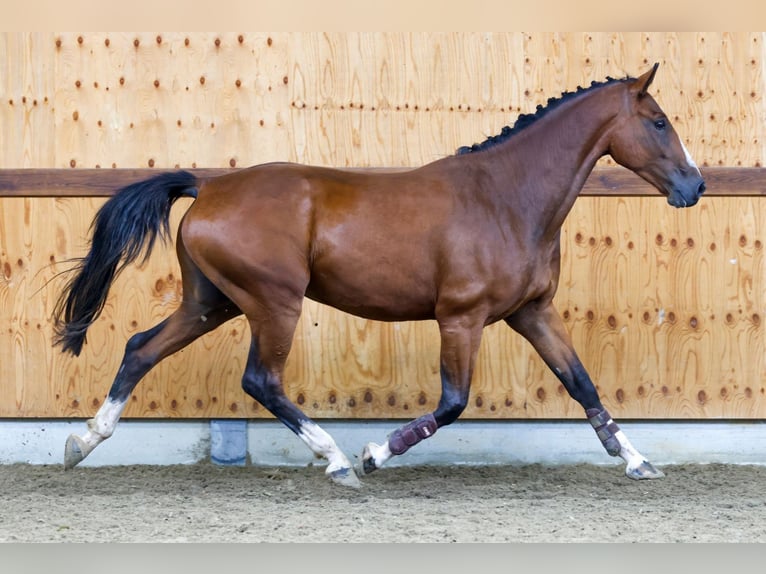 Altri cavalli a sangue caldo Castrone 4 Anni 165 cm Baio in Kinrooi