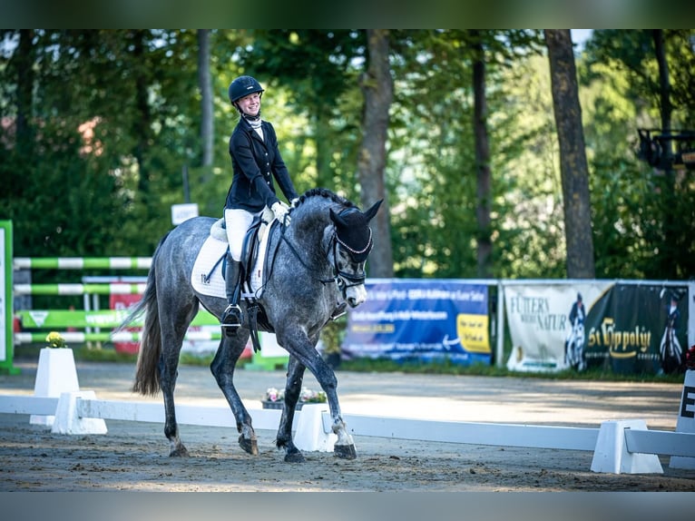 Altri cavalli a sangue caldo Castrone 4 Anni 165 cm Grigio in Bramsche