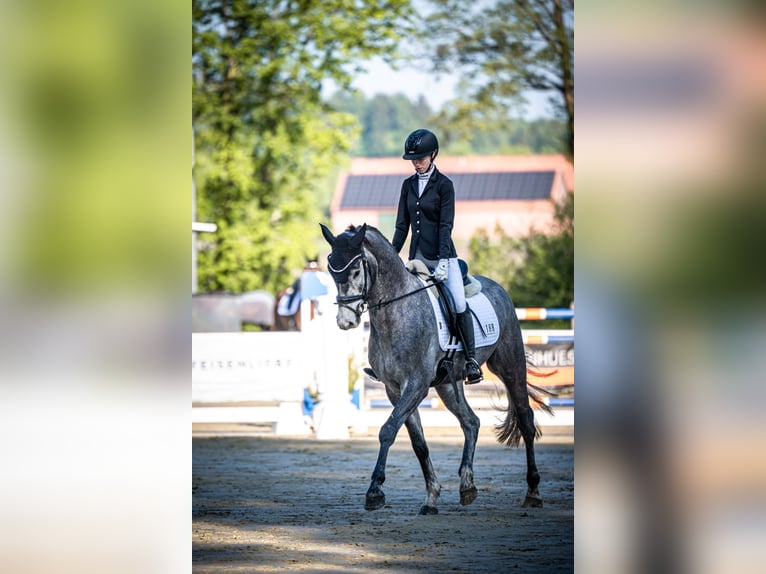 Altri cavalli a sangue caldo Castrone 4 Anni 165 cm Grigio in Bramsche