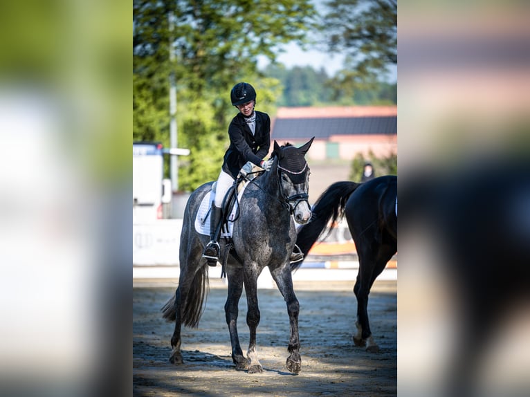 Altri cavalli a sangue caldo Castrone 4 Anni 165 cm Grigio in Bramsche