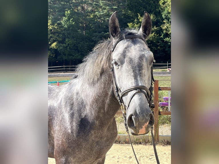 Altri cavalli a sangue caldo Castrone 4 Anni 165 cm Grigio in Ursensollen