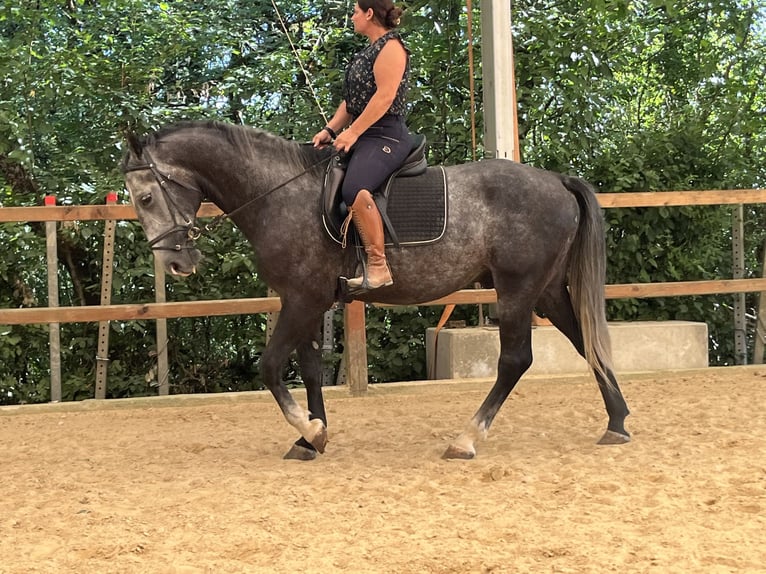 Altri cavalli a sangue caldo Castrone 4 Anni 165 cm Grigio in Ursensollen