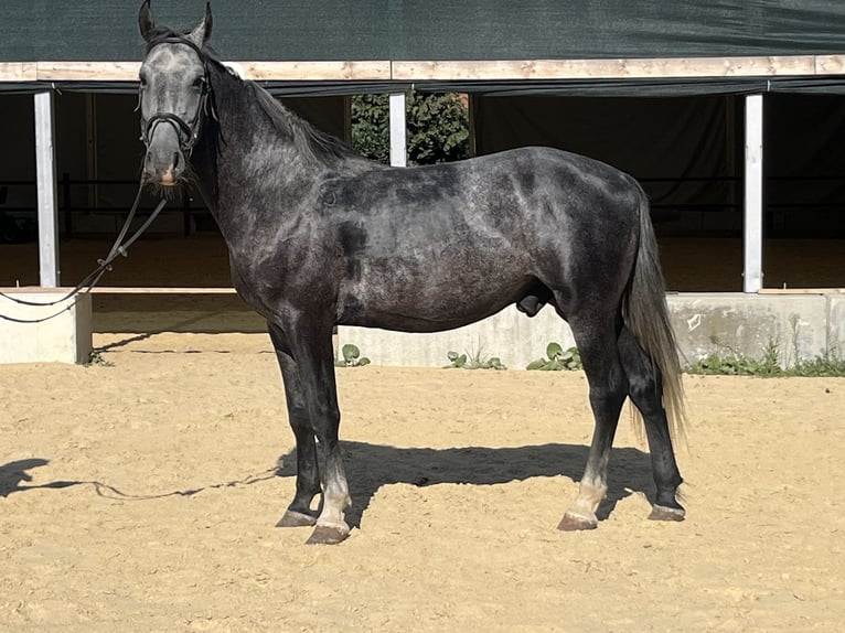 Altri cavalli a sangue caldo Castrone 4 Anni 165 cm Grigio in Ursensollen
