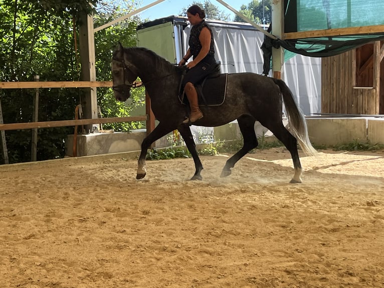 Altri cavalli a sangue caldo Castrone 4 Anni 165 cm Grigio in Ursensollen