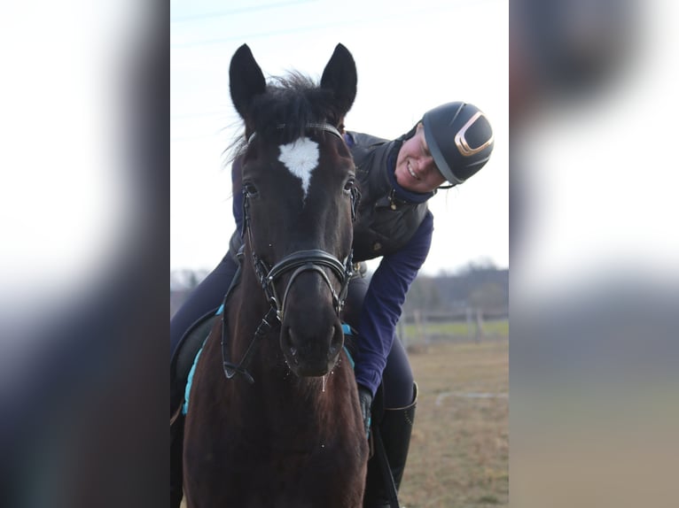 Altri cavalli a sangue caldo Castrone 4 Anni 165 cm Morello in Götzendorf an der Leitha