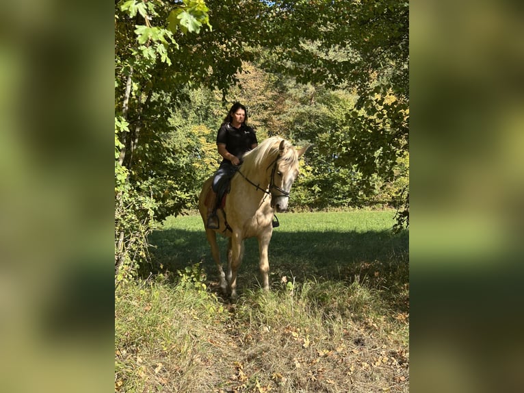 Altri cavalli a sangue caldo Castrone 4 Anni 165 cm Palomino in Ursensollen