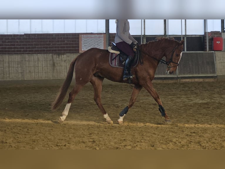 Altri cavalli a sangue caldo Castrone 4 Anni 165 cm Sauro in Wachtendonk