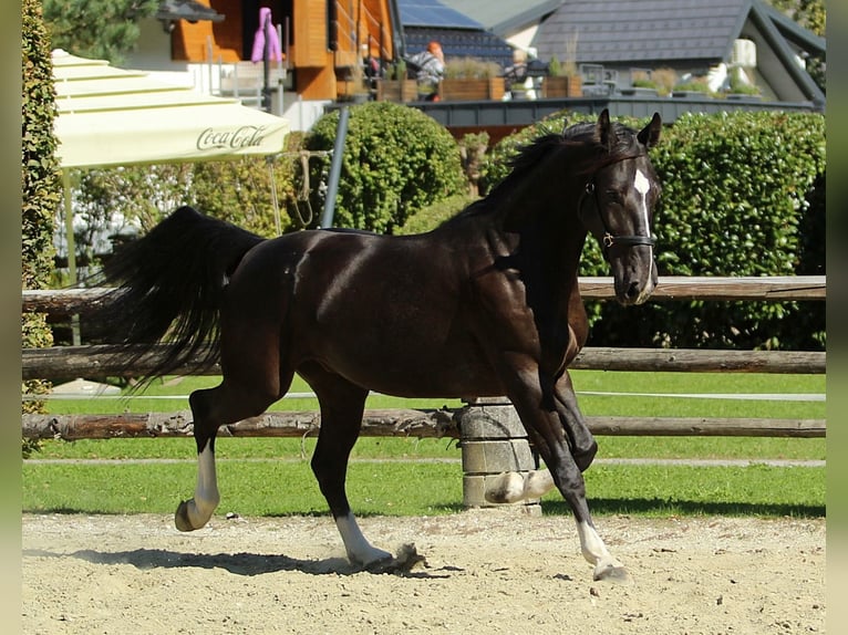 Altri cavalli a sangue caldo Castrone 4 Anni 166 cm Morello in Kamnik