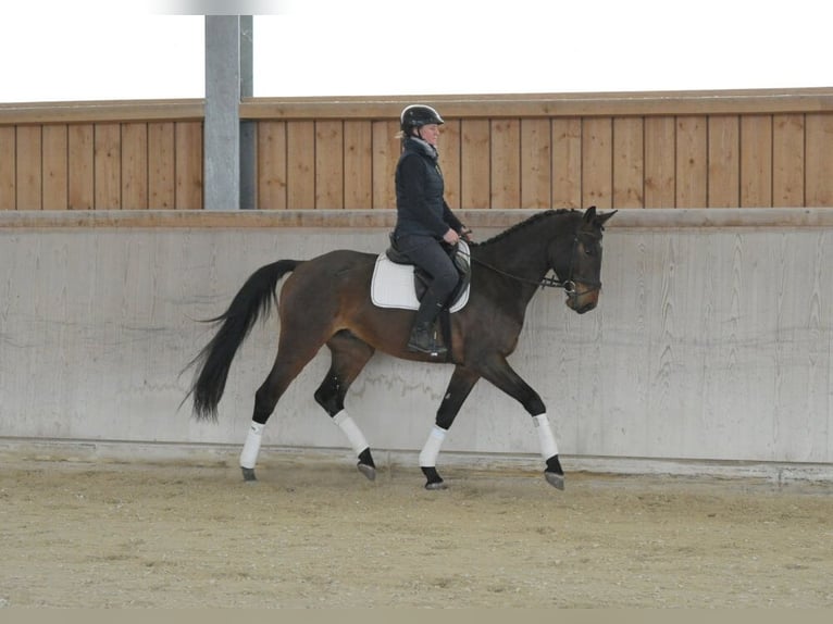 Altri cavalli a sangue caldo Castrone 4 Anni 167 cm Baio in Wellheim