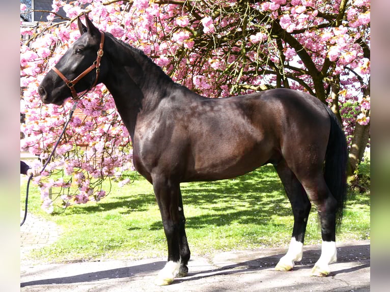 Altri cavalli a sangue caldo Castrone 4 Anni 167 cm Baio nero in Dorsten