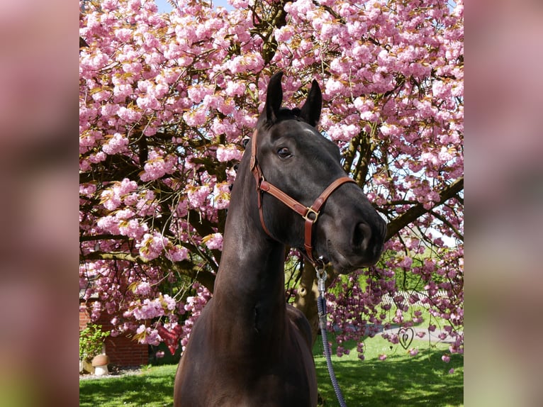 Altri cavalli a sangue caldo Castrone 4 Anni 167 cm Baio nero in Dorsten