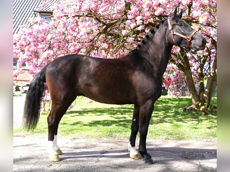 Altri cavalli a sangue caldo Castrone 4 Anni 167 cm Baio nero in Dorsten