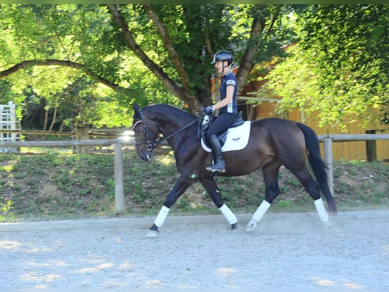 Altri cavalli a sangue caldo Castrone 4 Anni 167 cm Baio nero in Wellheim