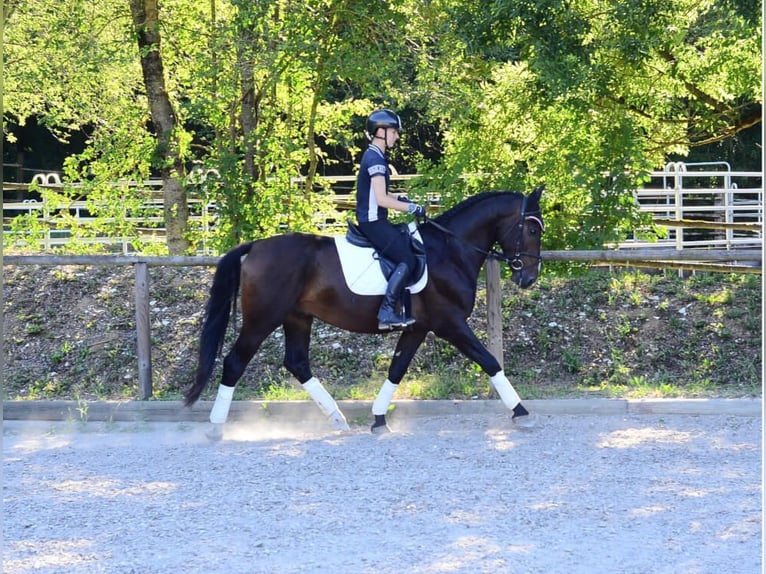Altri cavalli a sangue caldo Castrone 4 Anni 167 cm Baio nero in Wellheim