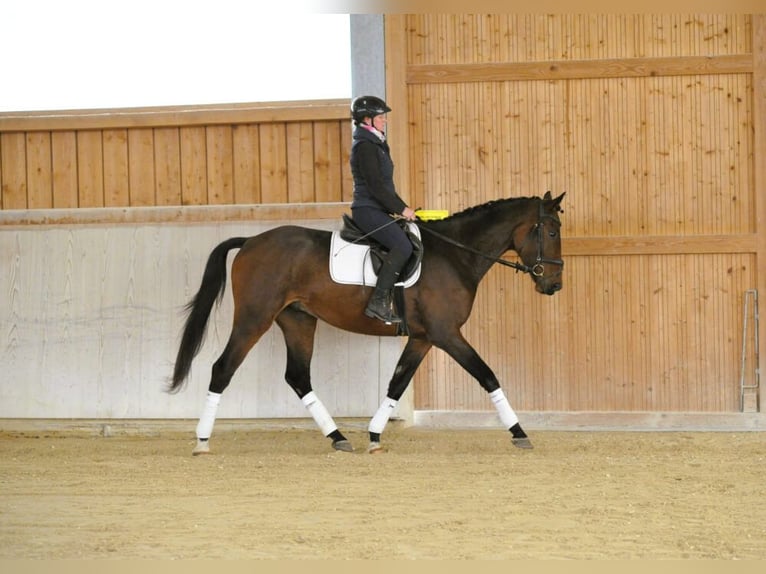 Altri cavalli a sangue caldo Castrone 4 Anni 167 cm Baio scuro in Wellheim