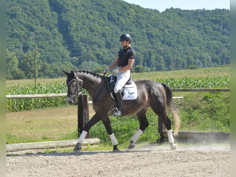 Altri cavalli a sangue caldo Castrone 4 Anni 168 cm Leardo in Wellheim