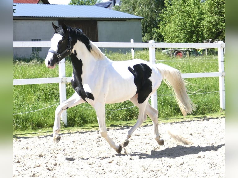 Altri cavalli a sangue caldo Castrone 4 Anni 168 cm Pezzato in Borgentreich