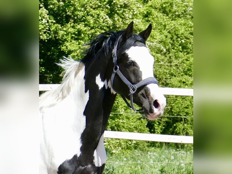 Altri cavalli a sangue caldo Castrone 4 Anni 168 cm Pezzato in Borgentreich