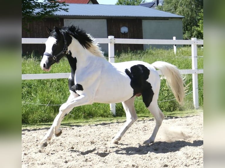 Altri cavalli a sangue caldo Castrone 4 Anni 168 cm Pezzato in Borgentreich