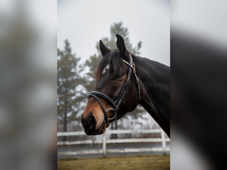 Altri cavalli a sangue caldo Castrone 4 Anni 170 cm Baio scuro in Lena