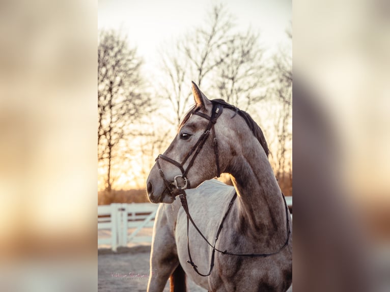 Altri cavalli a sangue caldo Castrone 4 Anni 170 cm Grigio in Lünen