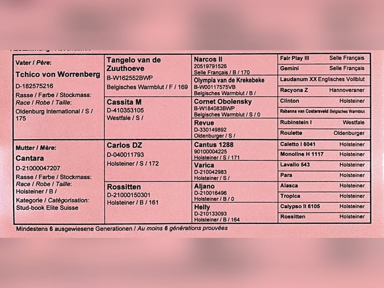 Altri cavalli a sangue caldo Castrone 4 Anni 173 cm Grigio pezzato in Seeg