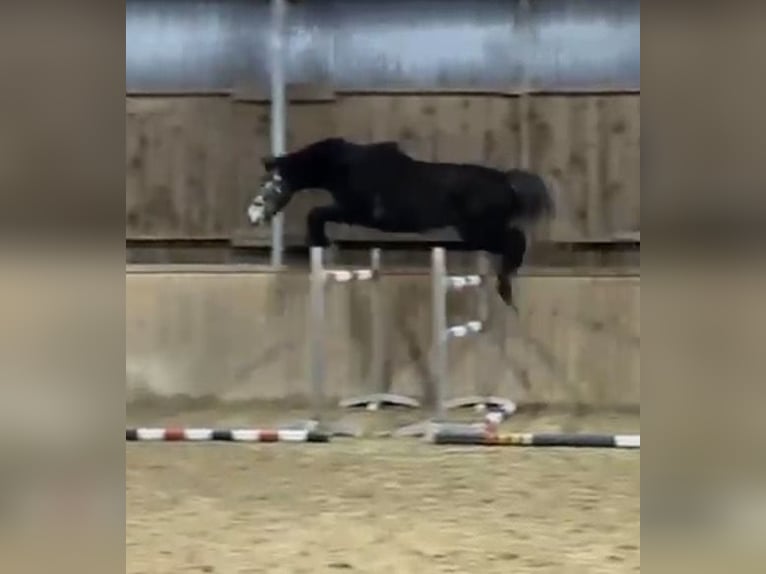 Altri cavalli a sangue caldo Castrone 4 Anni 173 cm Grigio pezzato in Seeg