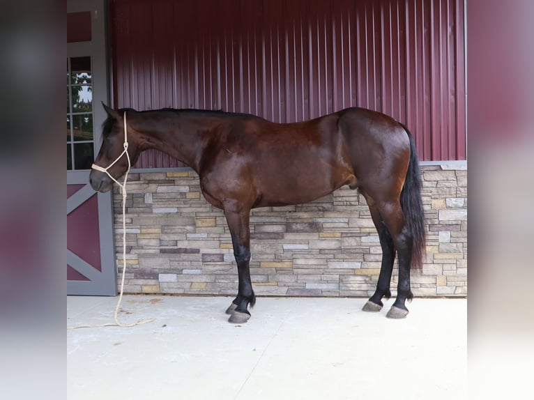Altri cavalli a sangue caldo Castrone 4 Anni 175 cm Morello in Howell