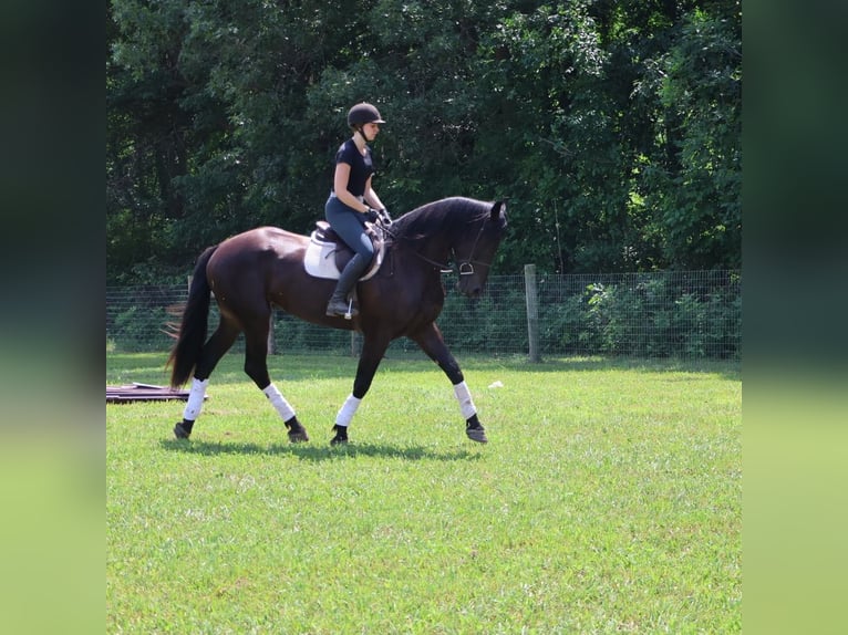 Altri cavalli a sangue caldo Castrone 4 Anni 175 cm Morello in Howell