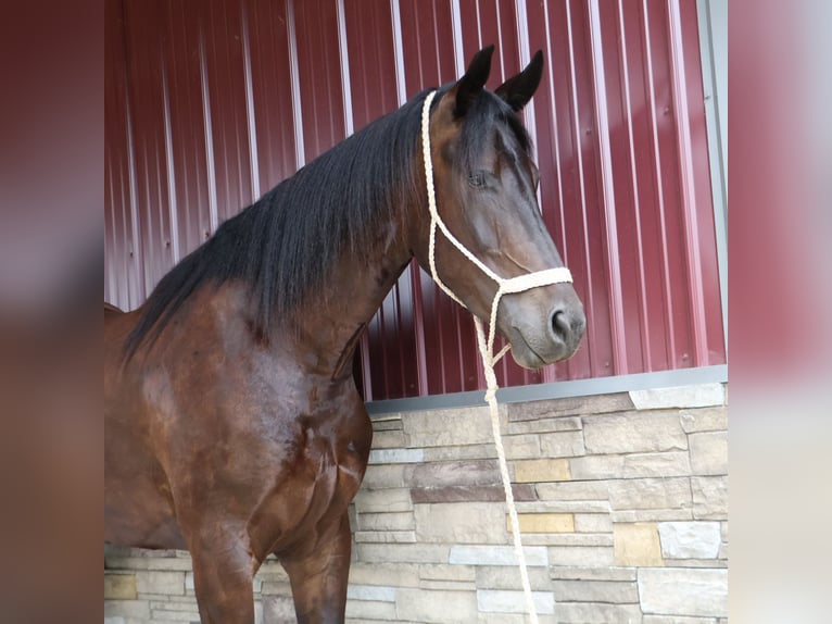 Altri cavalli a sangue caldo Castrone 4 Anni 175 cm Morello in Howell