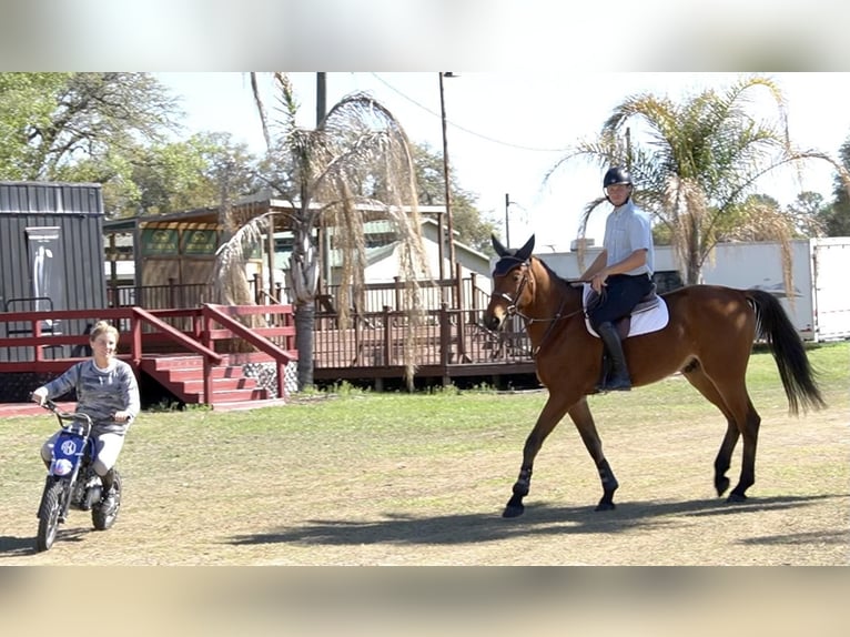 Altri cavalli a sangue caldo Castrone 4 Anni Baio ciliegia in Ocala, FL