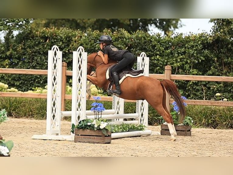 Altri cavalli a sangue caldo Castrone 5 Anni 127 cm Sauro in Oost West en Middelbeers