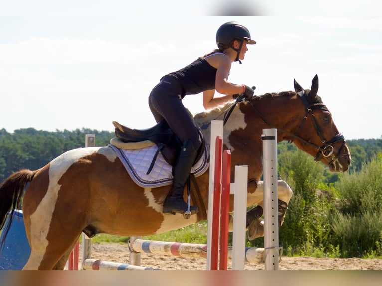 Altri cavalli a sangue caldo Castrone 5 Anni 150 cm Pezzato in Buchholz in der Nordheide