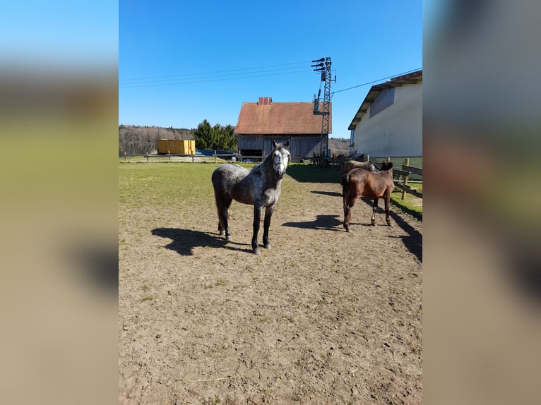 Altri cavalli a sangue caldo Castrone 5 Anni 152 cm Grigio pezzato in Bad Saulgau