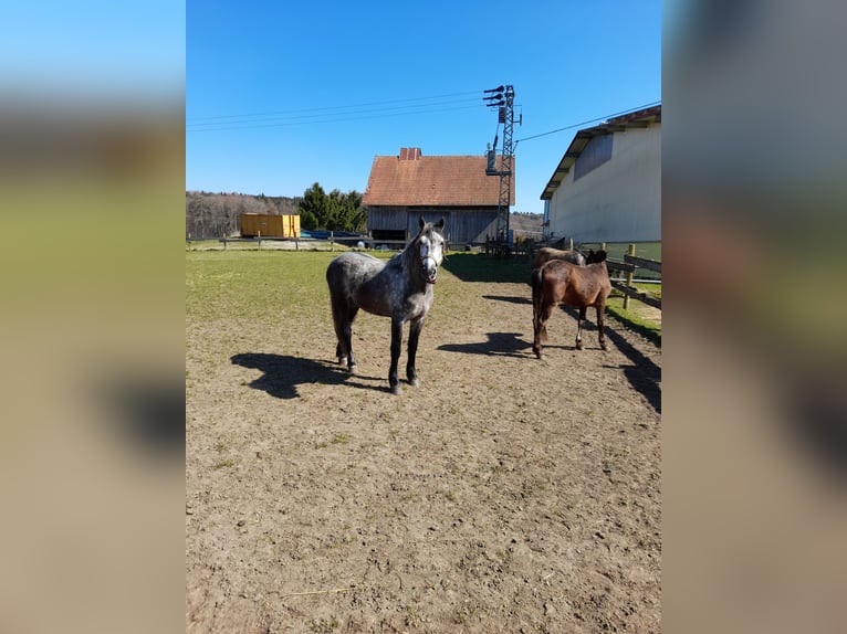 Altri cavalli a sangue caldo Castrone 5 Anni 152 cm Grigio pezzato in Bad Saulgau