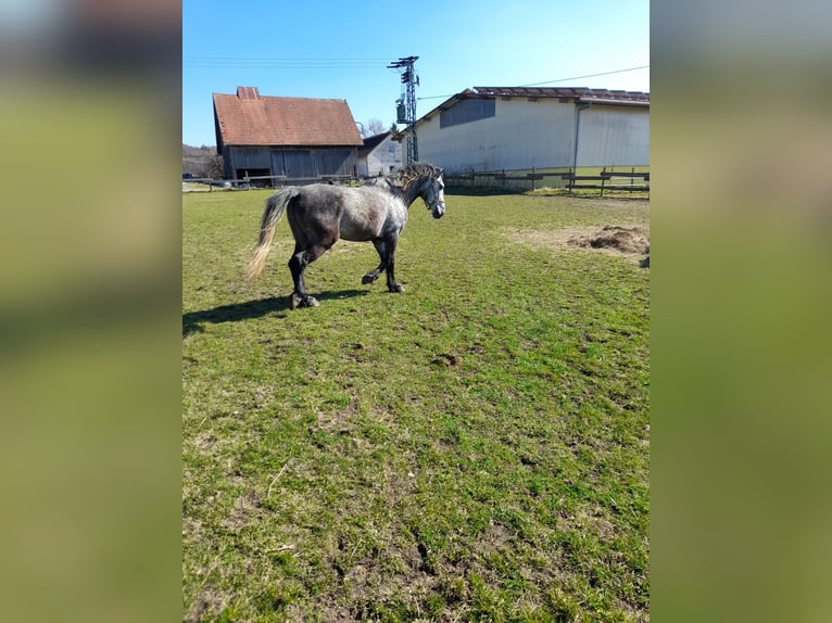 Altri cavalli a sangue caldo Castrone 5 Anni 152 cm Grigio pezzato in Bad Saulgau