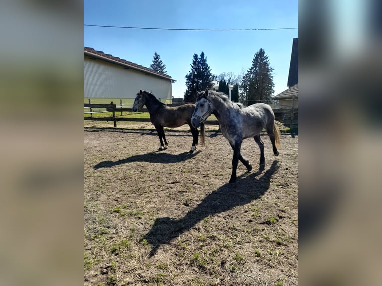 Altri cavalli a sangue caldo Castrone 5 Anni 152 cm Grigio pezzato in Bad Saulgau