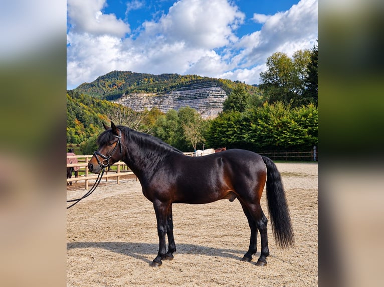 Altri cavalli a sangue caldo Castrone 5 Anni 153 cm Baio scuro in Gummern