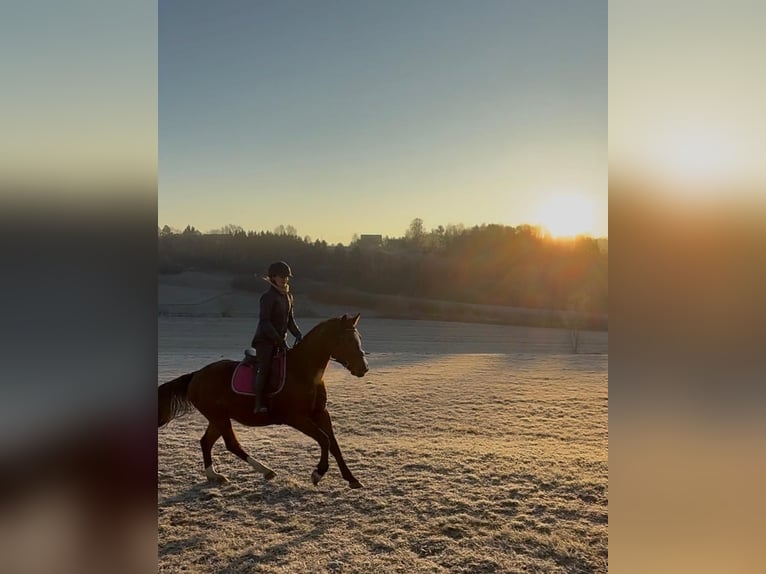 Altri cavalli a sangue caldo Castrone 5 Anni 155 cm Baio in Lannach