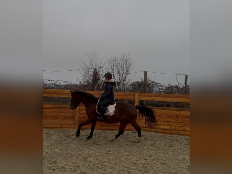 Altri cavalli a sangue caldo Castrone 5 Anni 155 cm Baio in Lannach