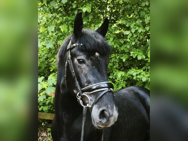 Altri cavalli a sangue caldo Castrone 5 Anni 155 cm Grigio ferro in Braunschweig