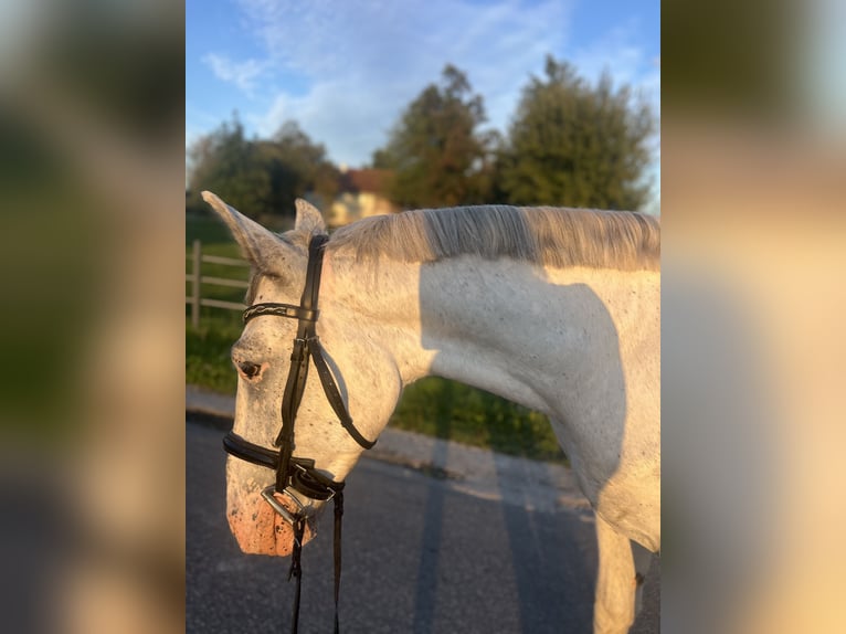 Altri cavalli a sangue caldo Castrone 5 Anni 155 cm Grigio rossastro in Uttendorf