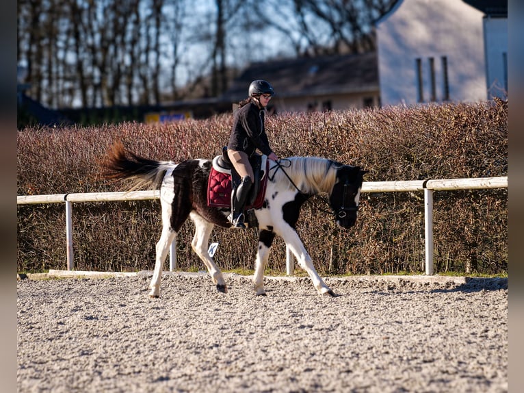 Altri cavalli a sangue caldo Castrone 5 Anni 155 cm Pezzato in Neustadt (Wied)