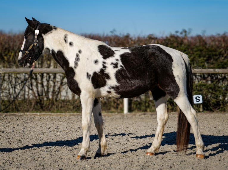 Altri cavalli a sangue caldo Castrone 5 Anni 155 cm Pezzato in Neustadt (Wied)