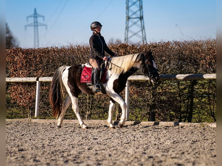 Altri cavalli a sangue caldo Castrone 5 Anni 155 cm Pezzato in Neustadt (Wied)