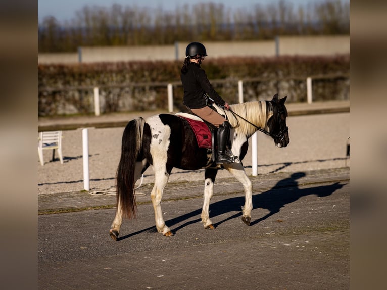 Altri cavalli a sangue caldo Castrone 5 Anni 155 cm Pezzato in Neustadt (Wied)