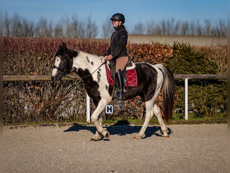 Altri cavalli a sangue caldo Castrone 5 Anni 155 cm Pezzato in Neustadt (Wied)