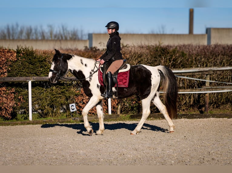 Altri cavalli a sangue caldo Castrone 5 Anni 155 cm Pezzato in Neustadt (Wied)