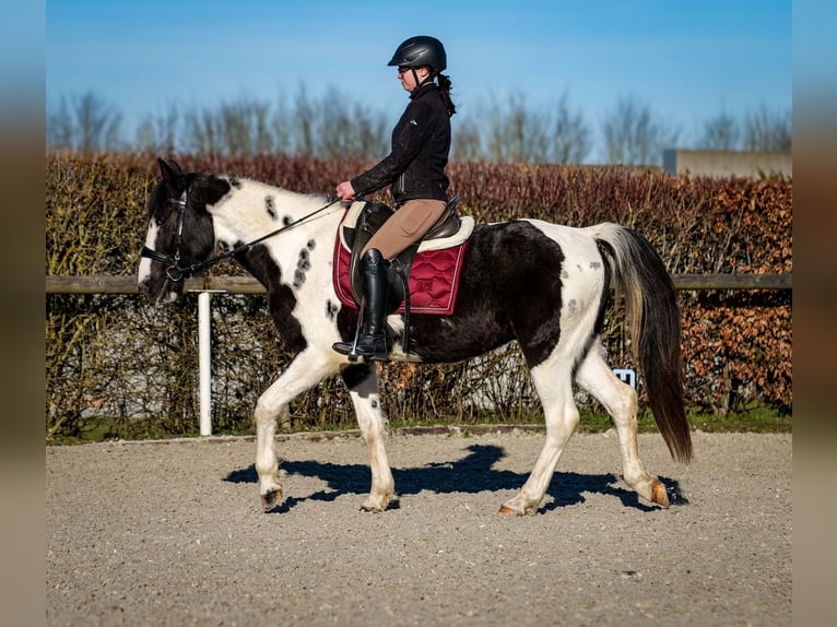 Altri cavalli a sangue caldo Castrone 5 Anni 155 cm Pezzato in Neustadt (Wied)